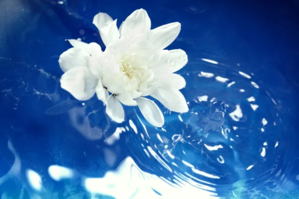 Flower on the water — Stock Photo, Image