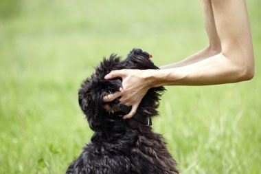 minyatür schnauzer