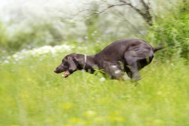 Hunting dog running clipart