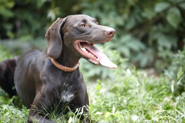 German short-haired pointer clipart