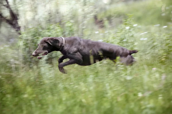 Perro saltador —  Fotos de Stock