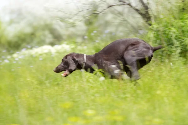 Perro de caza corriendo — Foto de Stock