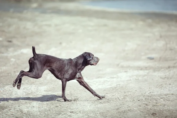 Бег собак — стоковое фото