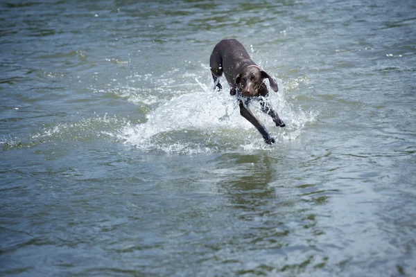 Cão na água — Fotografia de Stock