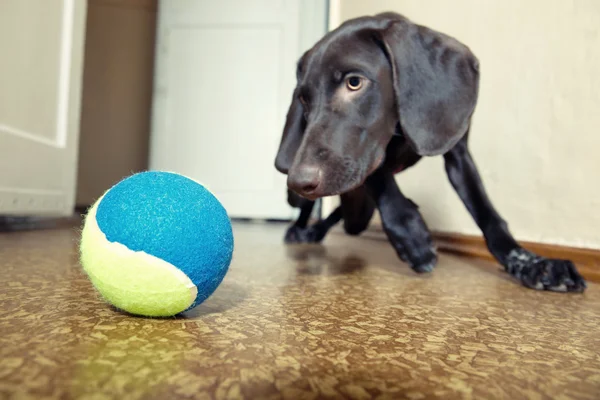 Anjing dan bola — Stok Foto
