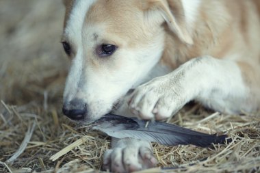 Genç köpek eating