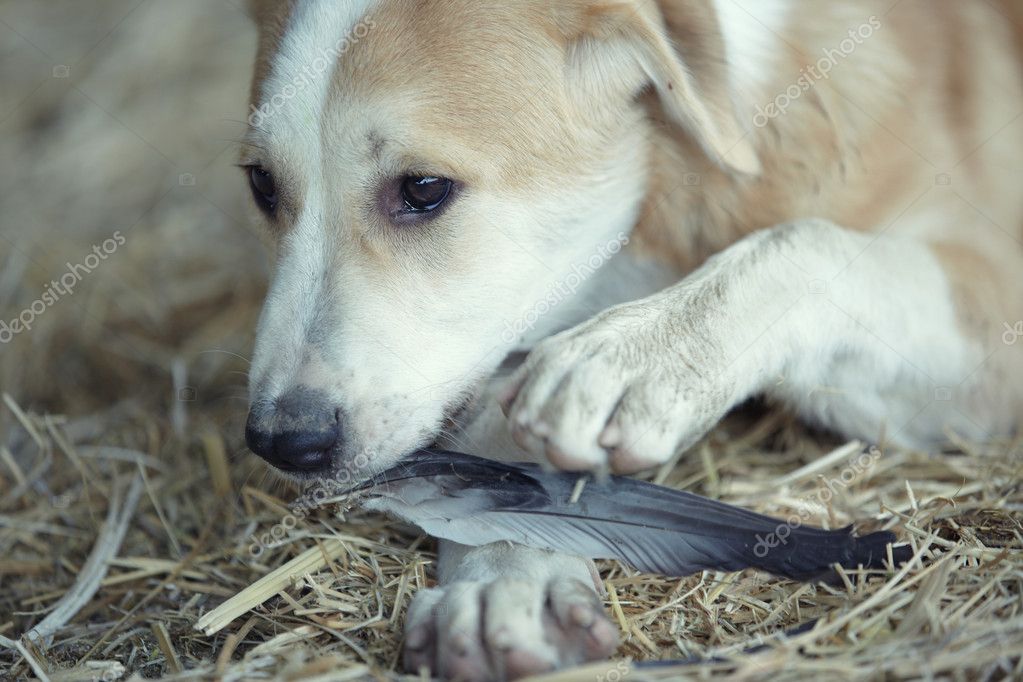 Junger Hund essen — Stockfoto © DepositNovic 6268414
