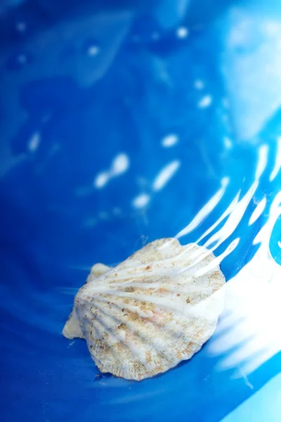 Shell in the water — Stock Photo, Image