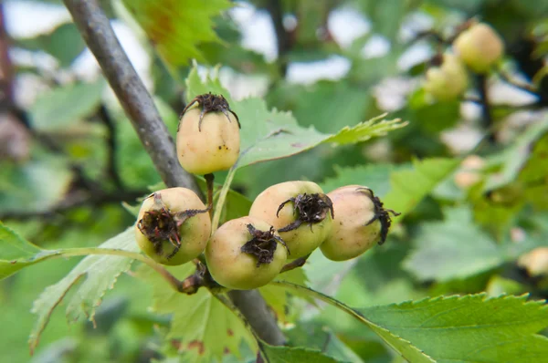 Weißdornfrucht auf grünem Zweig — Stockfoto