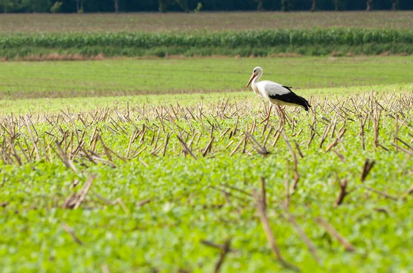 stock image Stork walking on green meadow