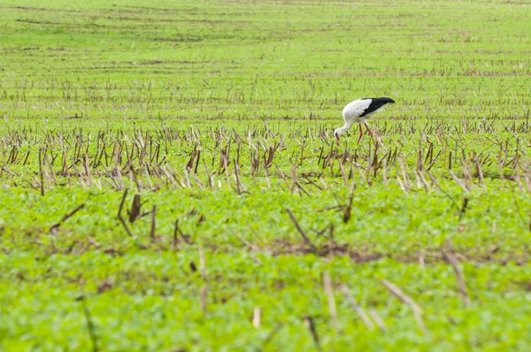 Cegonha caminhando no prado verde — Fotografia de Stock