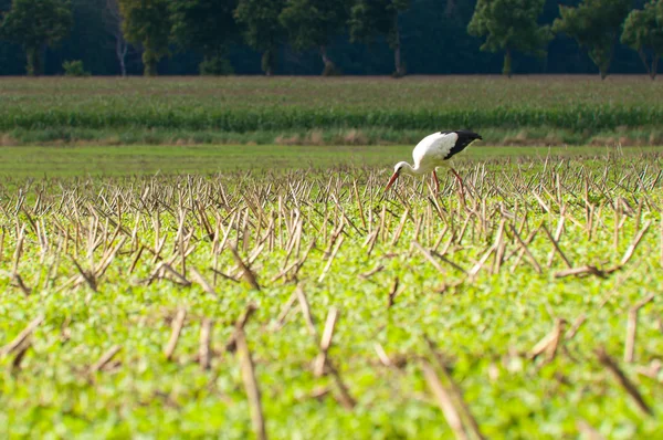Cegonha caminhando no prado verde — Fotografia de Stock