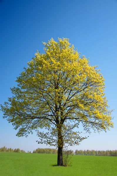 stock image Lonely tree on green field