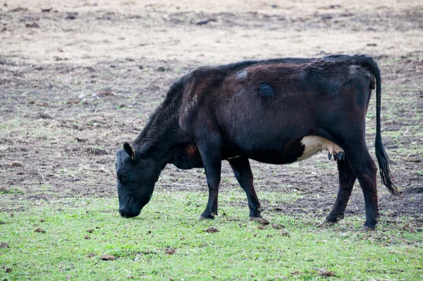 Vaca preta no pasto — Fotografia de Stock