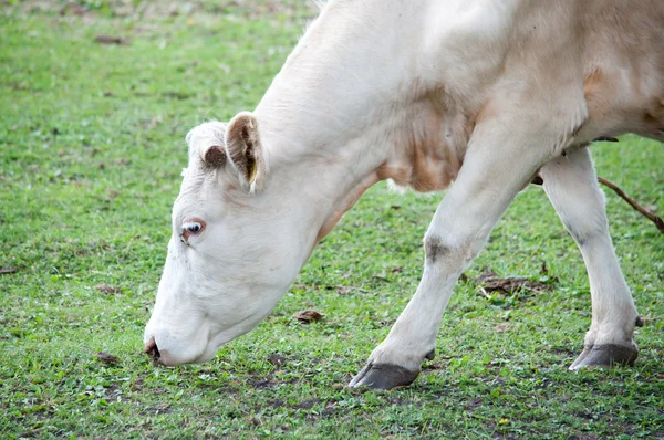 Vaca branca no pasto — Fotografia de Stock