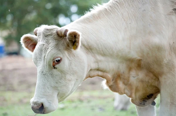 stock image White cow on the pasture