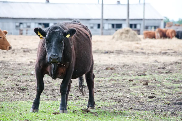 Vaca negra en el pasto —  Fotos de Stock