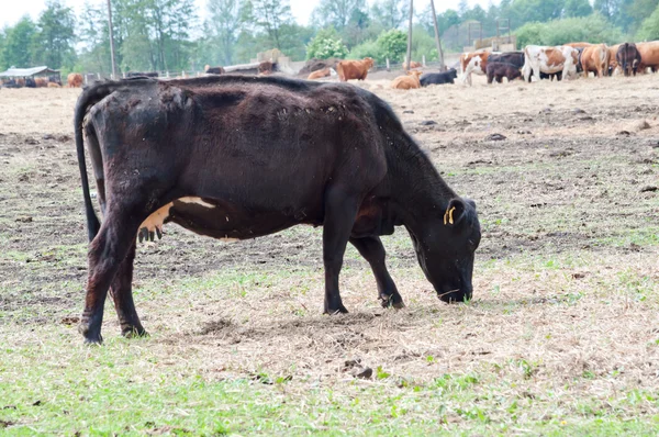 牧草地黒牛 — ストック写真