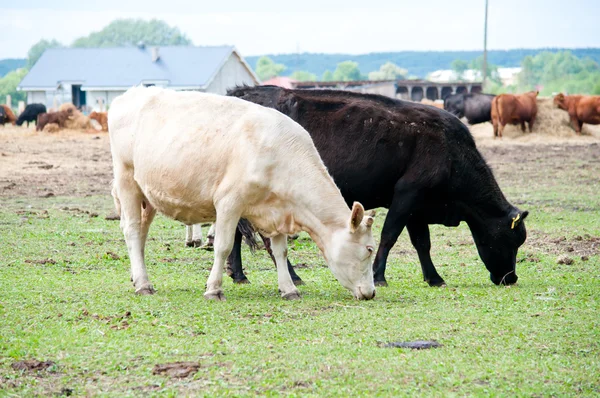 Fehér és fekete tehén legelőn való — Stock Fotó