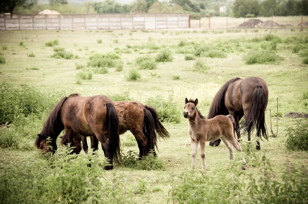 Family of horses on the pasture — Stock Photo, Image