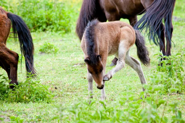 목초지에 있는 말과 같은 가족 — 스톡 사진