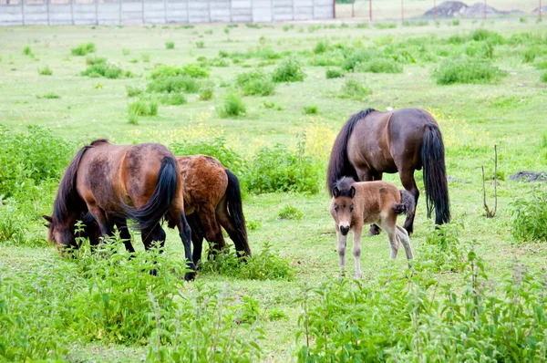 Family of horses on the pasture — Stock Photo, Image