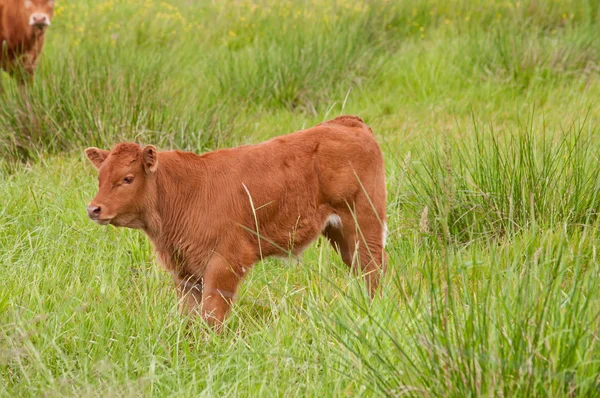 子牛の牧草地 — ストック写真
