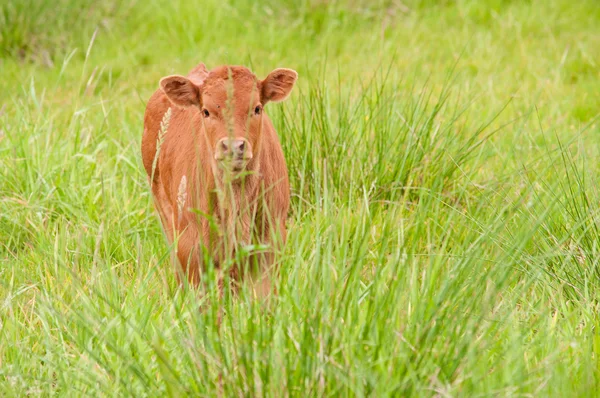 子牛の牧草地 — ストック写真
