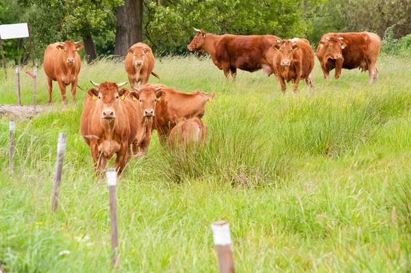 Cattle on the pasture — Stock Photo, Image