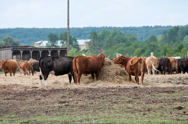 목초지에 있는 소들 — 스톡 사진