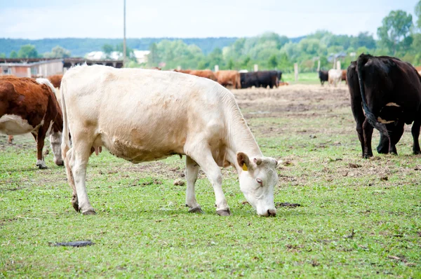 Bílé krávy na pastvině — Stock fotografie