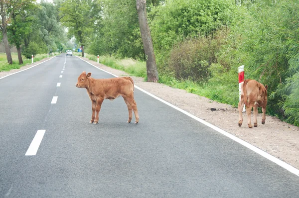 Calves on the road — Stock Photo, Image