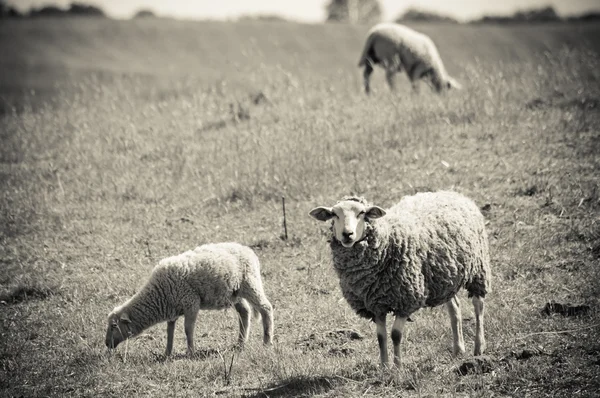 Ovelhas no pasto — Fotografia de Stock