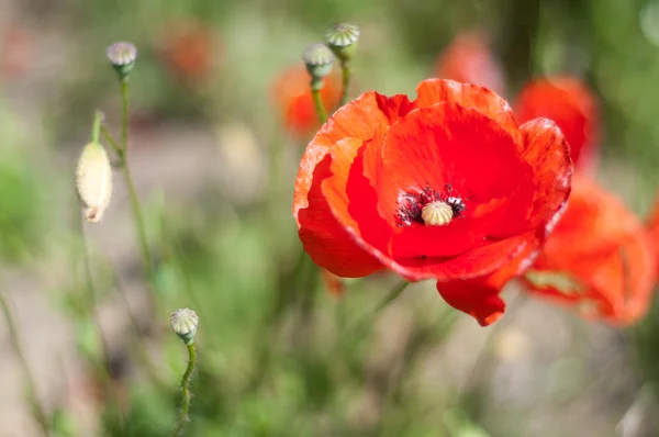 Poppies on the meadow — Stock Photo, Image