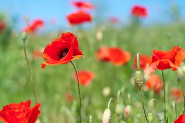 Coquelicots sur la prairie — Photo