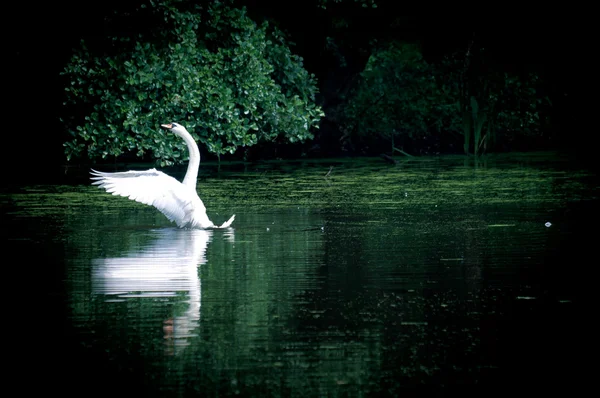 Zwaan zeilen op het meer in een bos — Stockfoto