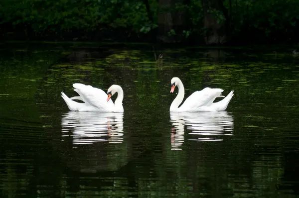 Par de cisne no lago em uma floresta — Fotografia de Stock