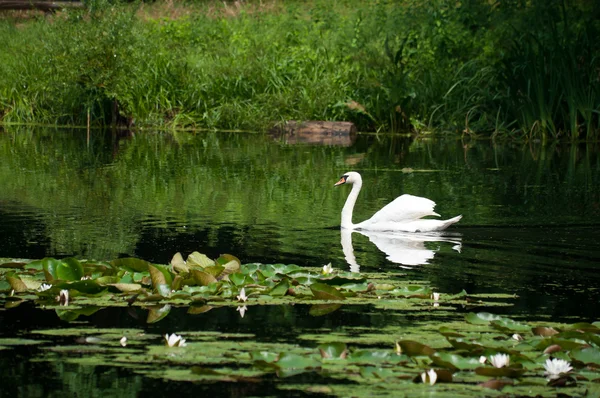 森の中の湖で白鳥のセーリング — ストック写真
