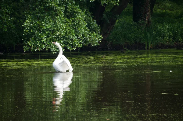 Лебедь, парусным спортом на озере в лесу — стоковое фото