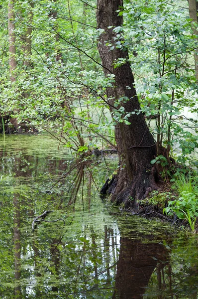 Swamp in the forest — Stock Photo, Image