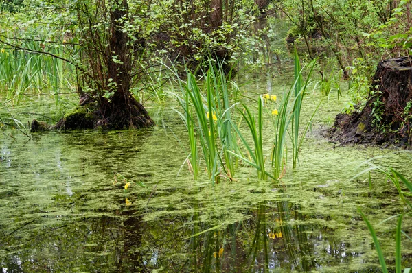 Pântano na floresta — Fotografia de Stock
