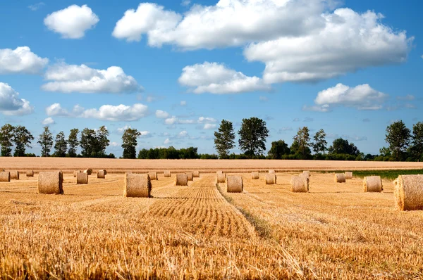 Straw rolls on farmer field in the summer — Stock Photo, Image