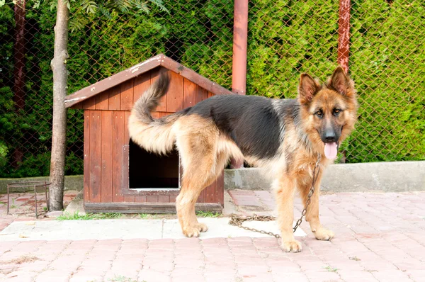 Schäferhund und hölzerne Hündin — Stockfoto