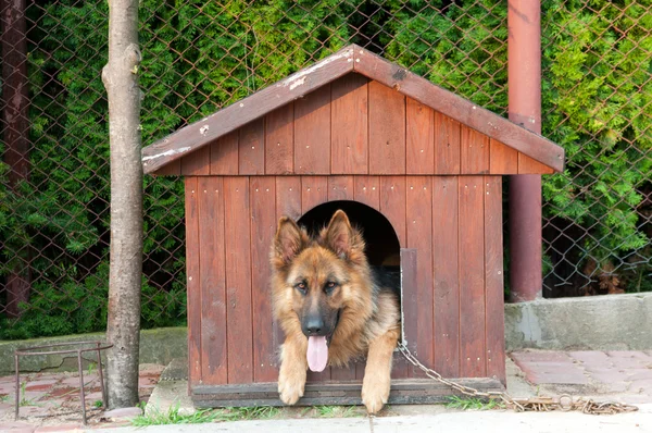 Німецька вівчарка і дерев'яні doghuse — стокове фото