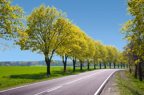 Empty route with trees on the hard shoulder — Stock Photo, Image
