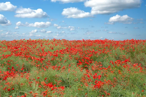Campo de papoilas vermelhas e céu azul nublado — Fotografia de Stock