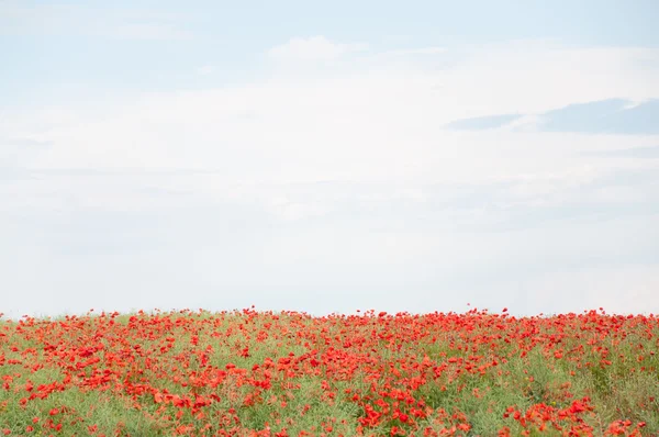 Campo de papoilas vermelhas e céu nublado — Fotografia de Stock