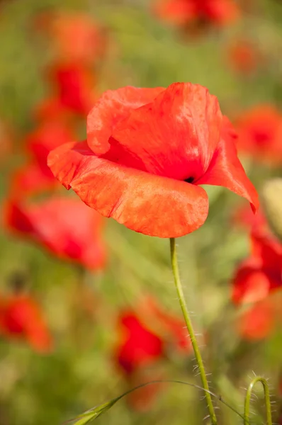 Poppies on the meadow — Stock Photo, Image