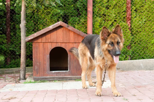 Schäferhund und hölzerne Hündin — Stockfoto