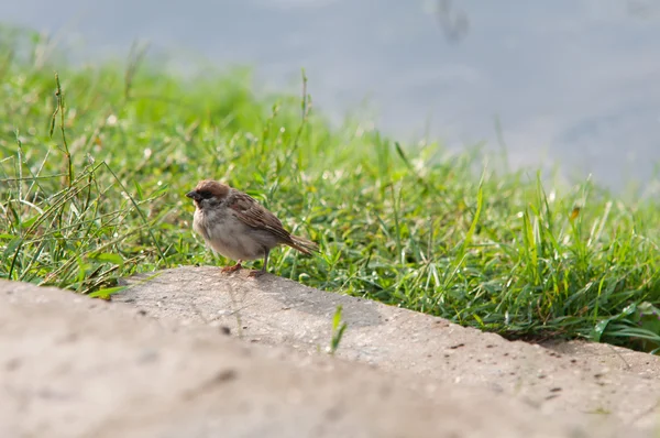 Little sparrow on the grass — Stock Photo, Image